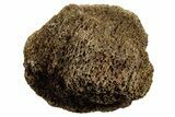 Fossil Tyrannosaur (T rex) Vertebra Section - Wyoming #350463-1